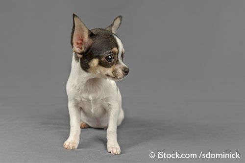 Chihuahua moviendo las orejas