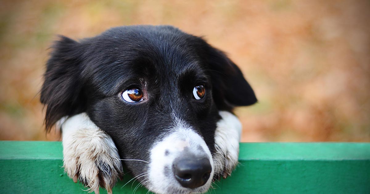 A menudo hablado Línea de visión Nublado Cómo ayudar a perros sin hogar este fin de año