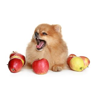perro con manzana