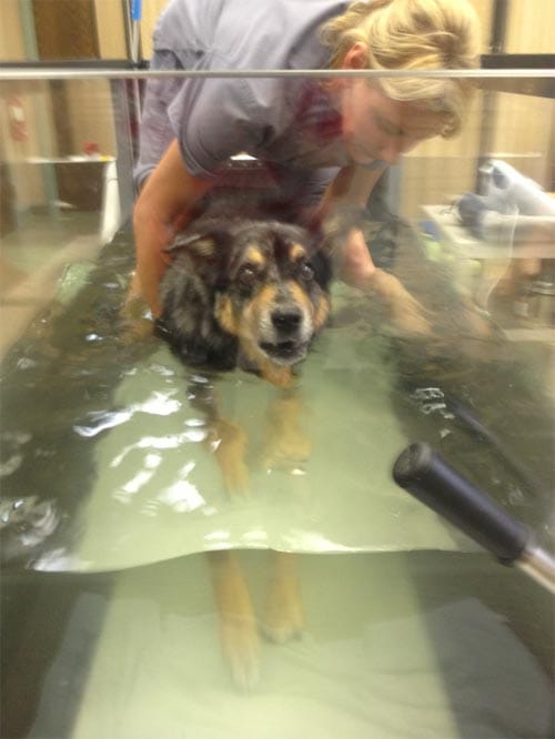 perro en tanque de hidroterapia
