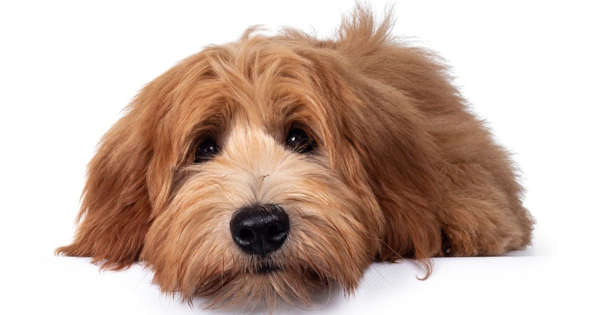 10 formas de ayudar a un perro con ansiedad