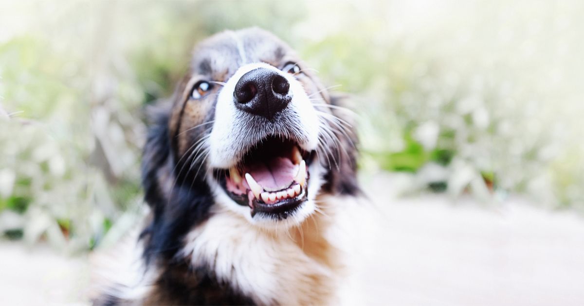 5 cosas que pueden suceder cuando descuidas los dientes de tu perro