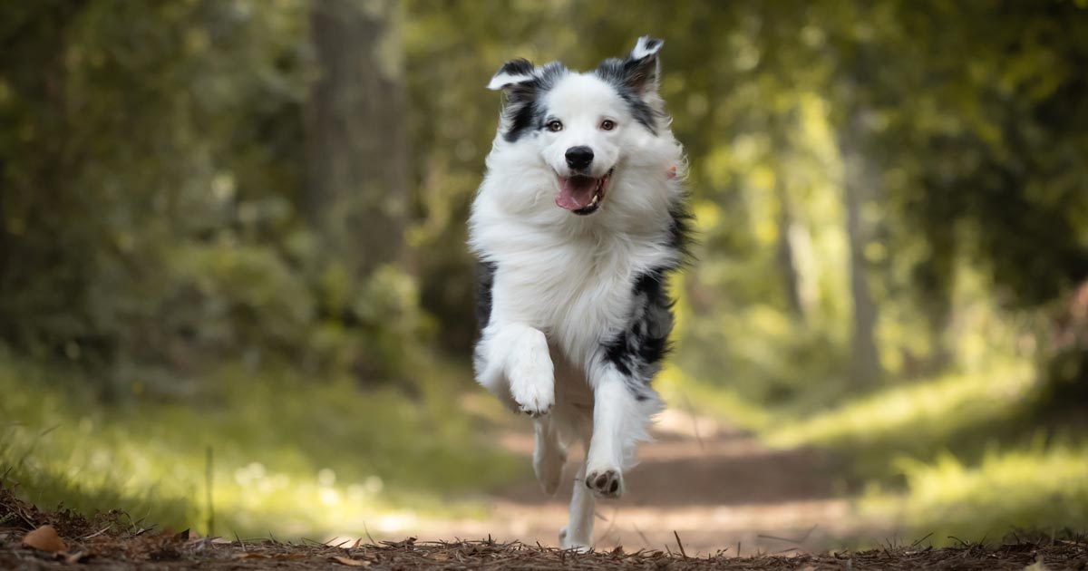 11 maneras en que la terapia de la naturaleza puede mejorar el bienestar de tu mascota