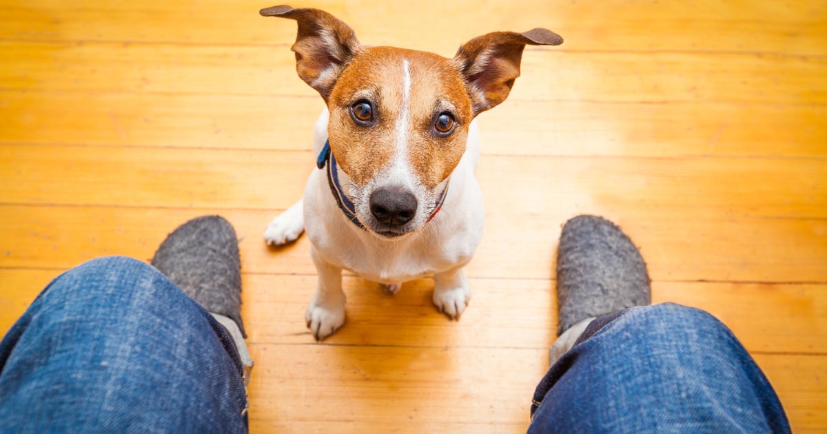 5 cosas que pueden hacer sentir celos a tu perro