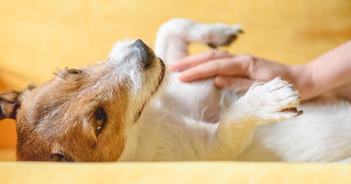 ¿Por qué las bacterias intestinales de tu mascota están fuera de control?