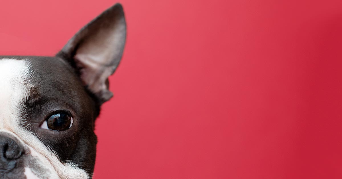 ¿Por qué los perros sordos son excelentes mascotas?