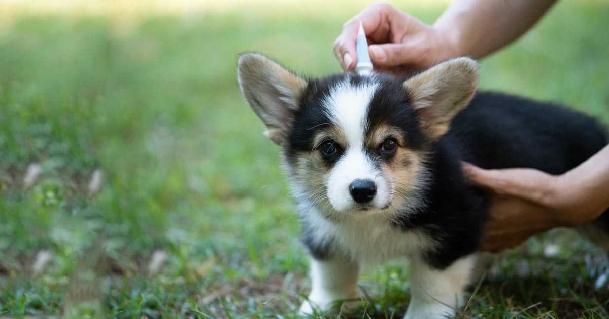 ¿El antiparasitario contra pulgas y garrapatas de tu perro podría contener cancerígenos?