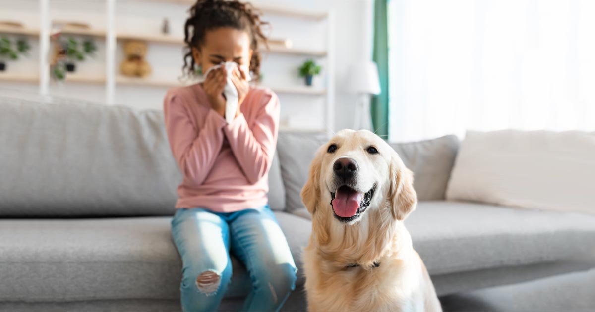27 razas de mascotas ideales para personas con alergias según los expertos