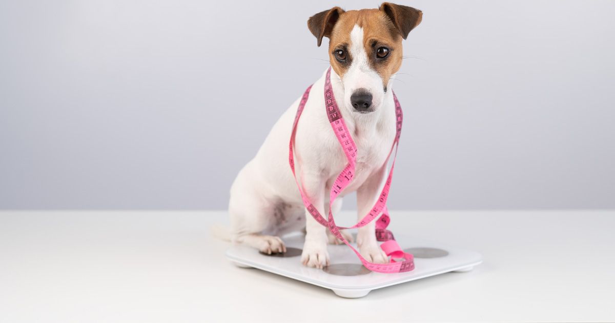 ¿Cómo prevenir la obesidad y el sobrepeso en mascotas?