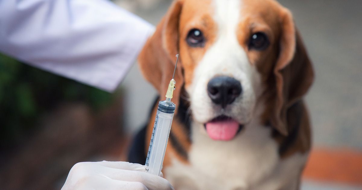 ¿Debes vacunar cada año a tu mascota?