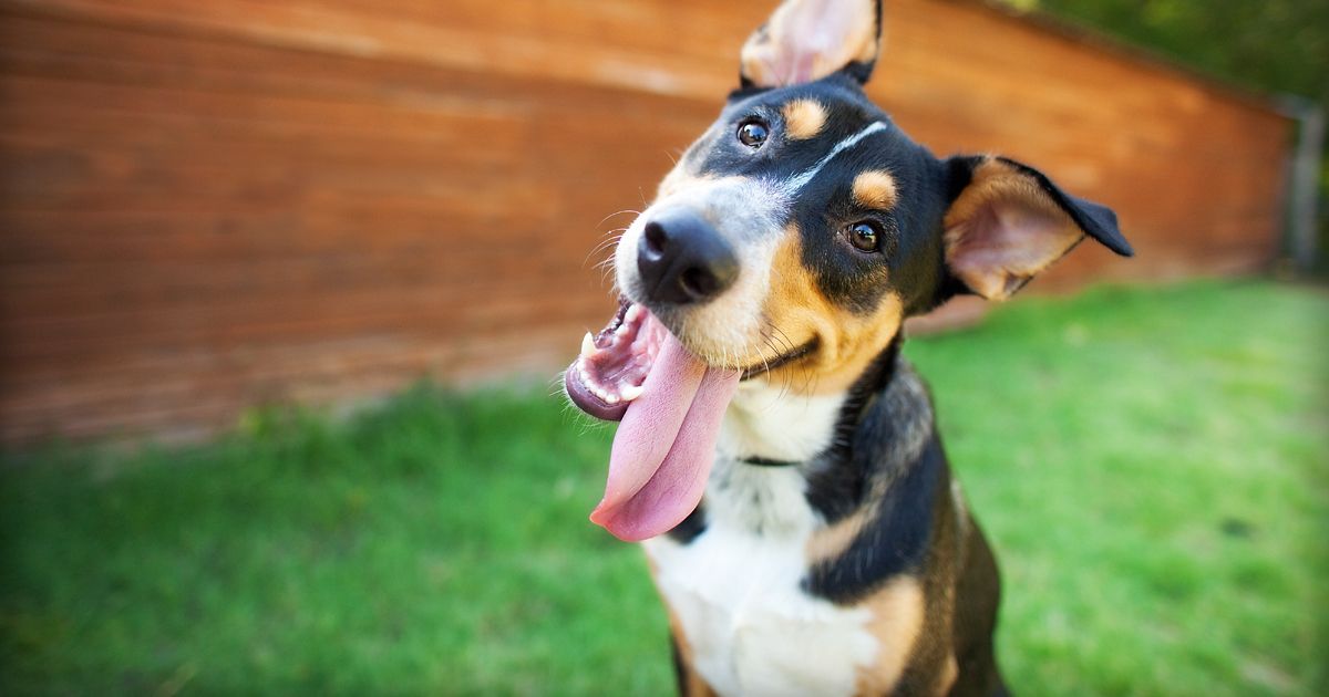 10 formas de alargar la esperanza de vida de tu mascota