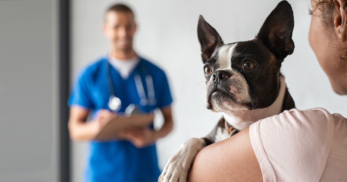 23 preguntas importantes que tu veterinario no debe ignorar