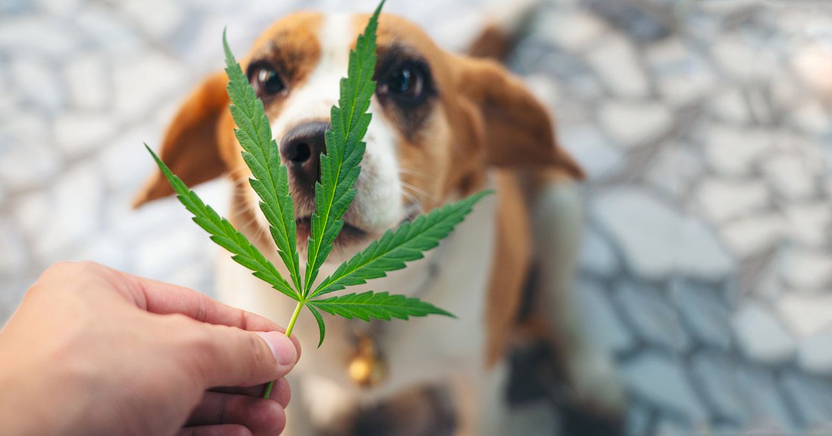 ¿Por qué están aumentando las intoxicaciones por cannabis en las mascotas?