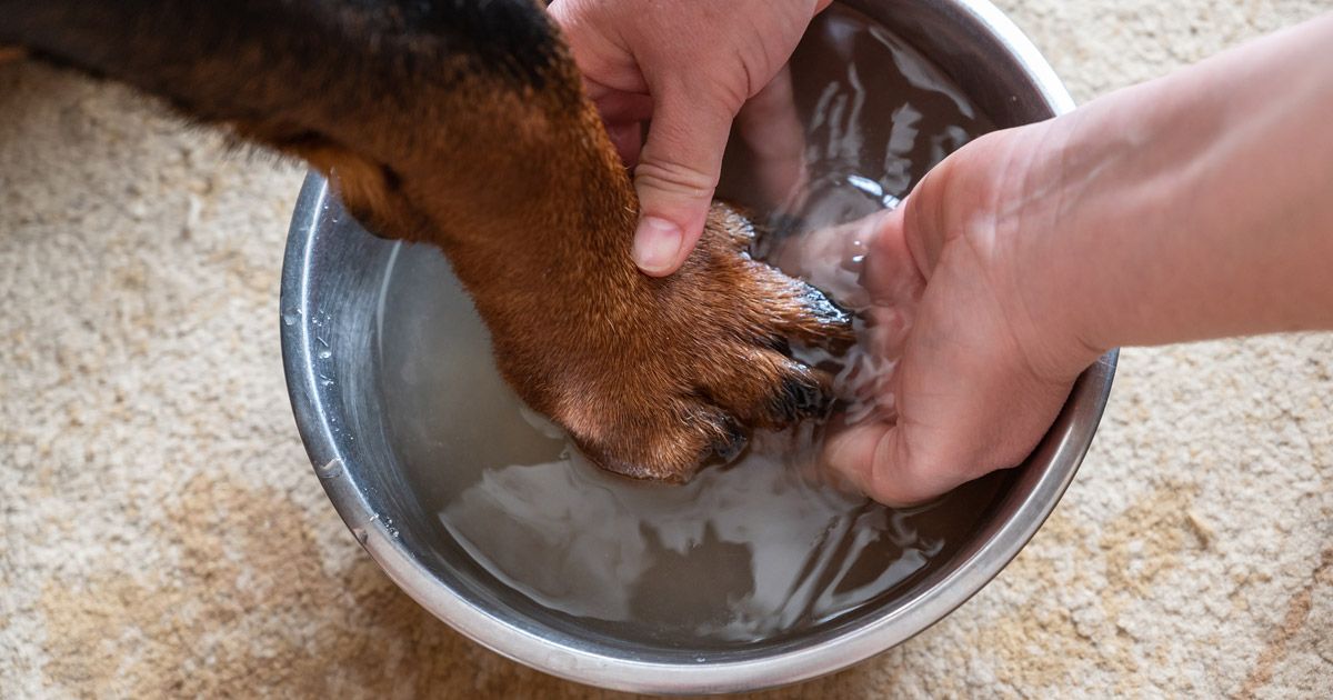 Alivia las molestias en las patas de tu mascota en solo 5 minutos