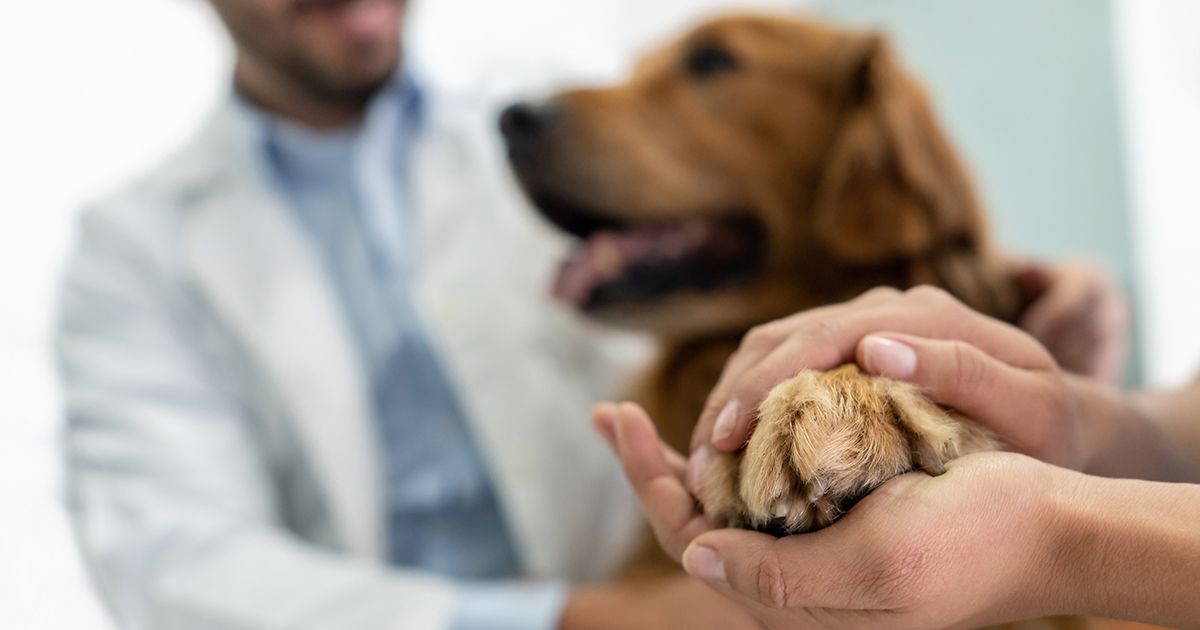 ¿Qué hacer para que las visitas al veterinario no se vuelvan un calvario?