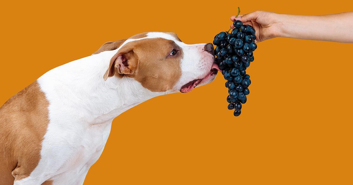 4 frutas que tu perro nunca debe comer