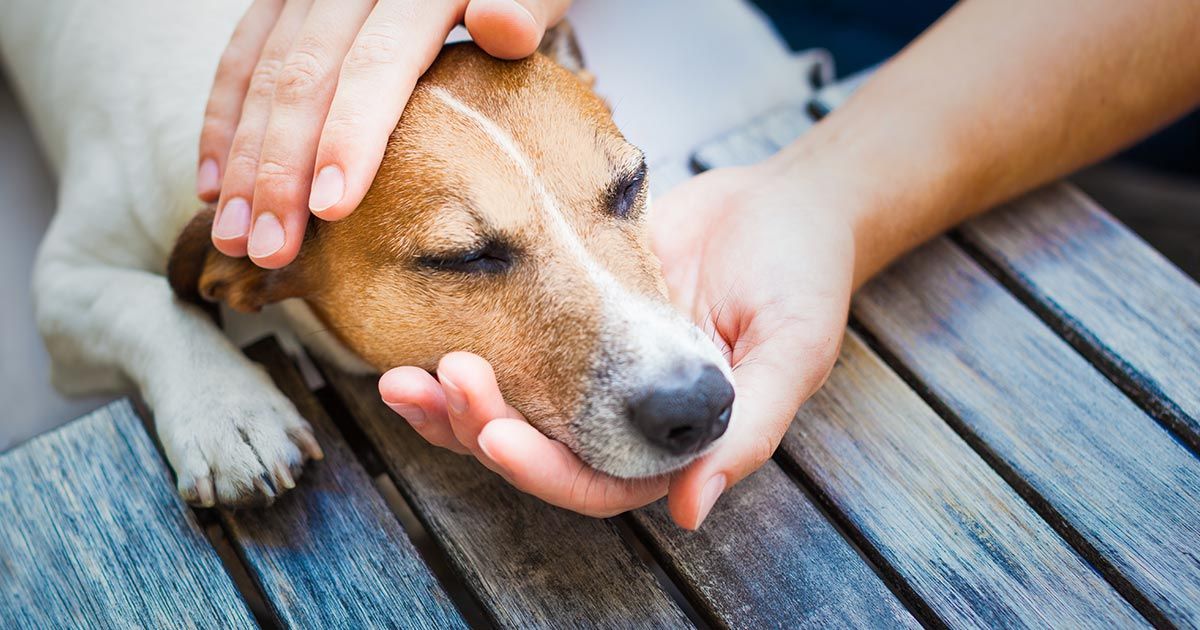 Cómo ayudar a tu perro a evitar los tumores malignos
