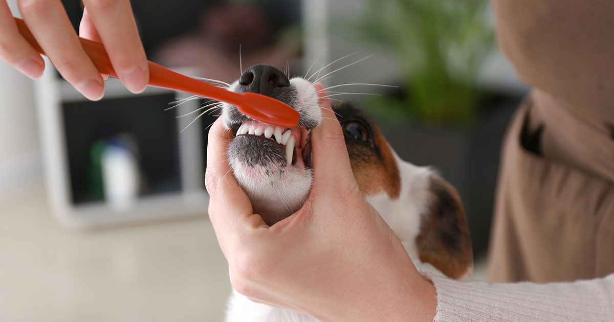 Cómo limpiar paso a paso los dientes de tus mascotas
