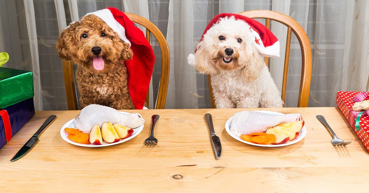 ¡Invita a tus mascotas a cenar contigo esta Navidad!