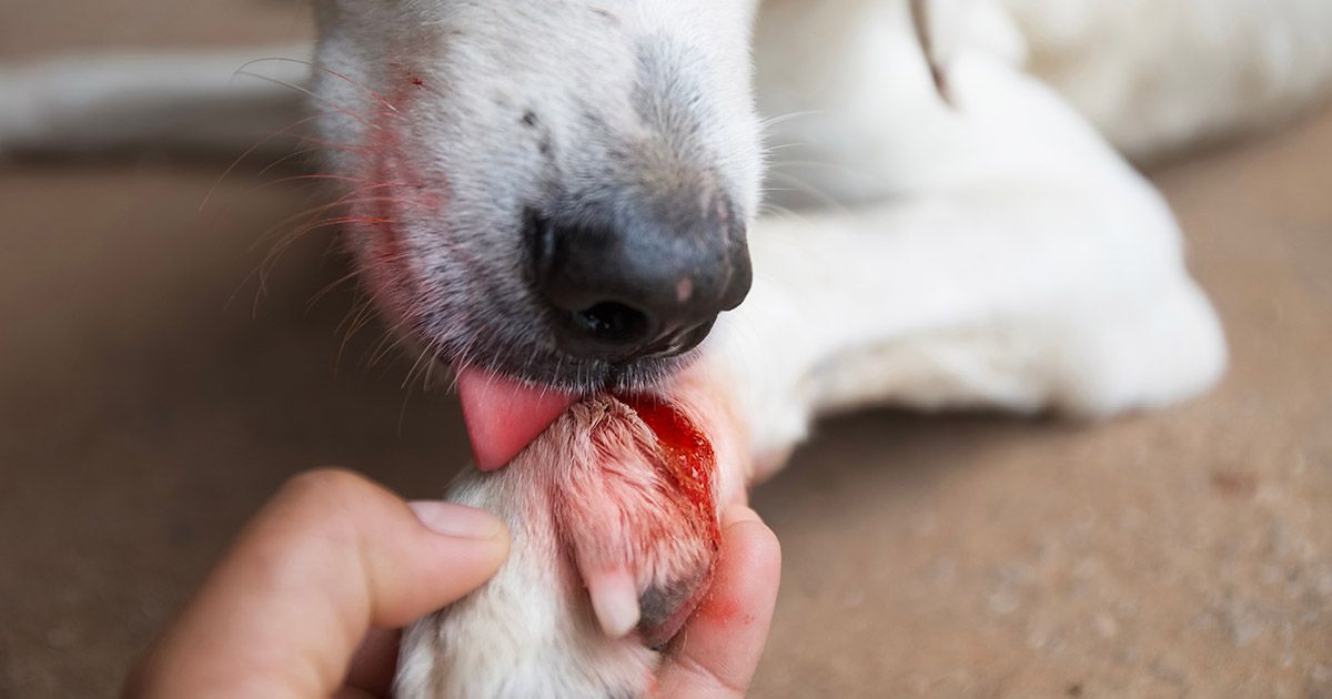 Lamer acelera la cicatrización de heridas, pero ¿tu perro debería hacerlo?