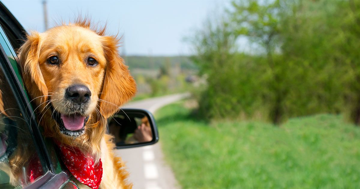 5 consejos para viajar en auto con tu perro