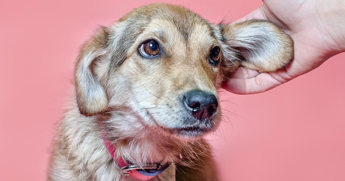 11 razones por las que tu perro podría tener problemas de oído