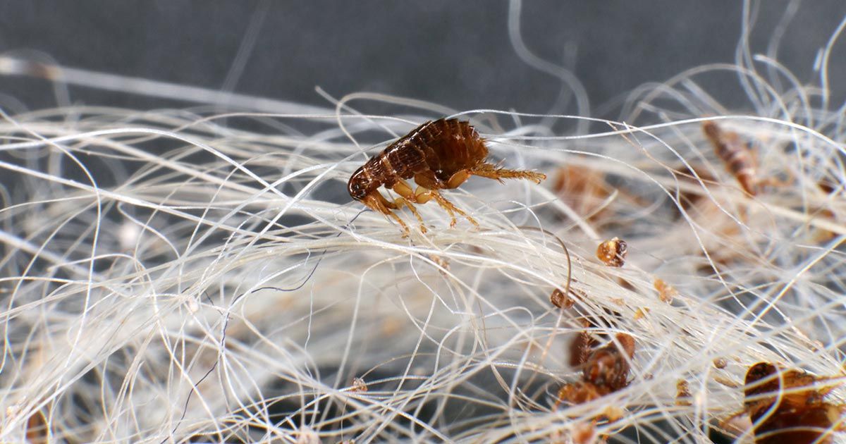 ¿Cuál es tu estrategia contra las pulgas?