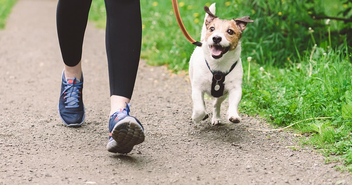 Cómo hacer que los paseos sean agradables para ti y tu perro