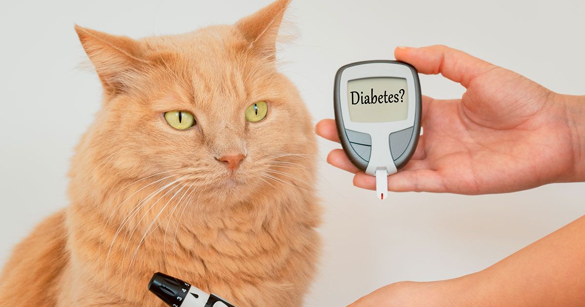 Esta es la mejor forma de tratar la diabetes de tu gato