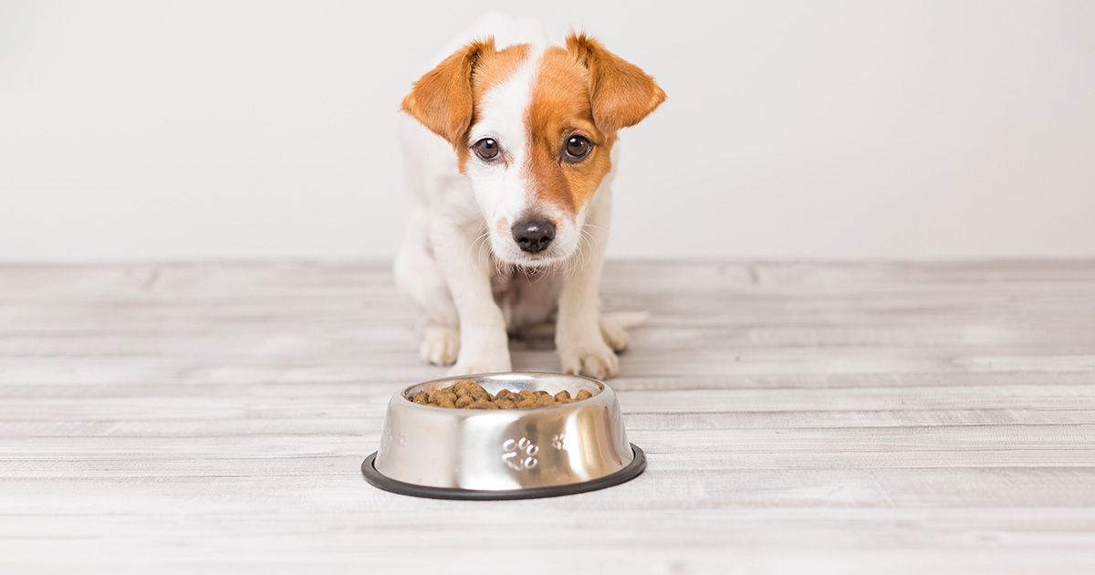 Alimentos que favorecen la epidemia de enfermedades relacionadas con la nutrición canina