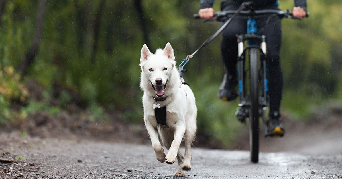 Cómo convertir a tu perro en un compañero de ciclismo