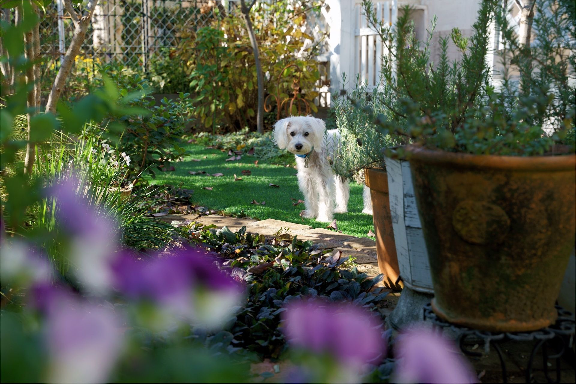 Cómo diseñar un jardín apto para perros