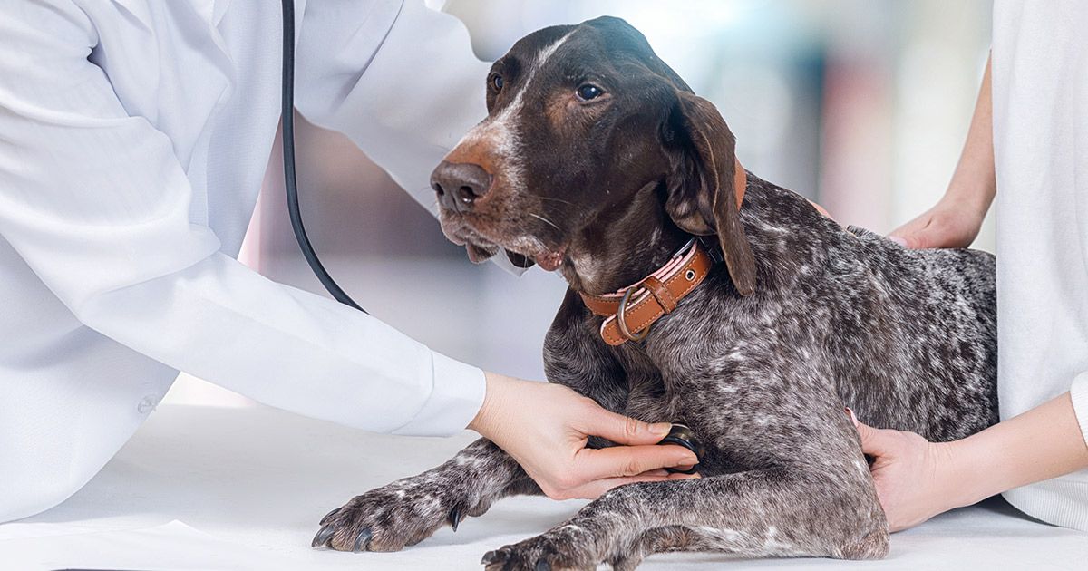 Lo que deberías saber sobre las enfermedades cardíacas en perros