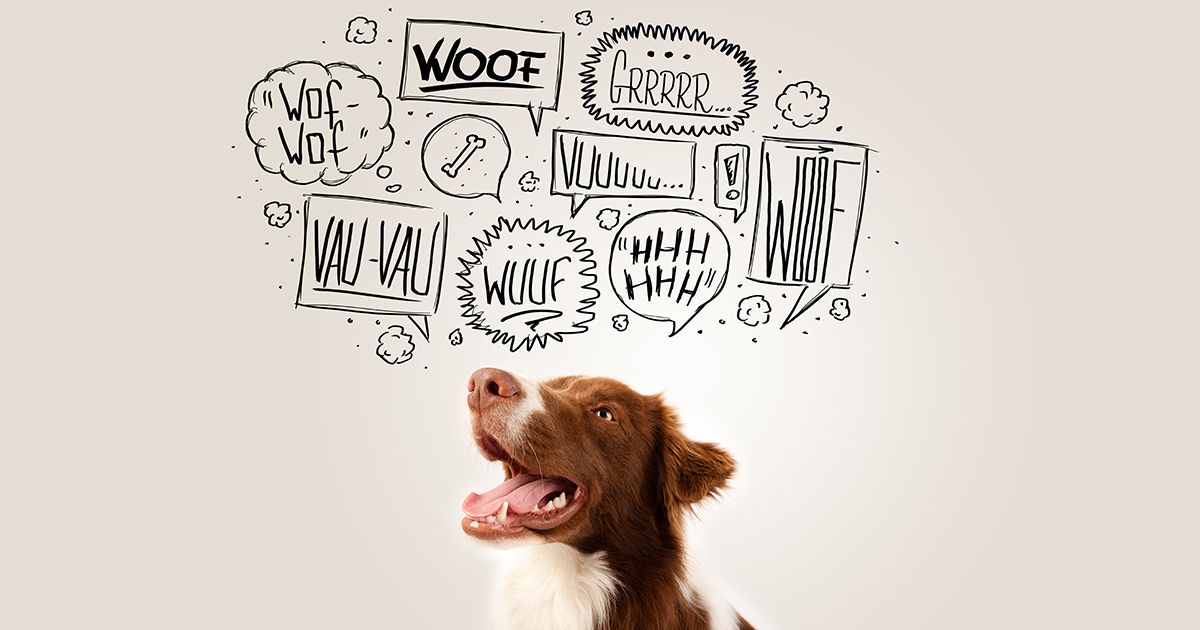 Estos botones con sonido de palabras le permite 'hablar' a tu perro