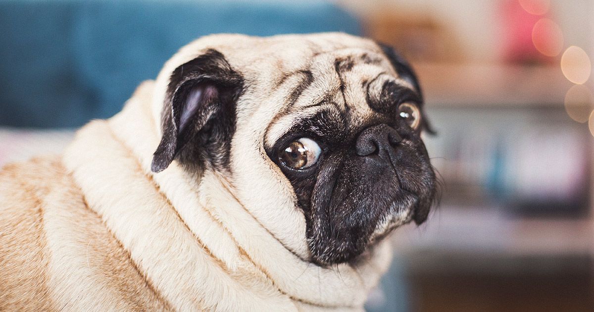 15 signos de ansiedad difíciles de detectar en perros