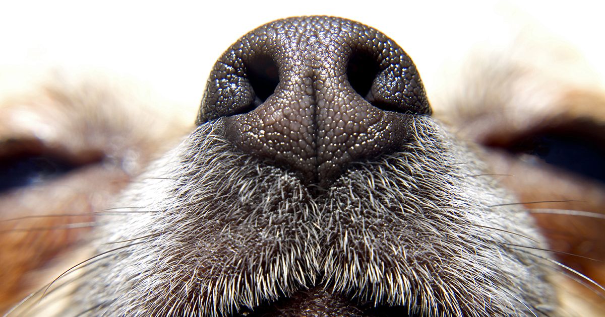 El mito sobre la nariz seca en los perros