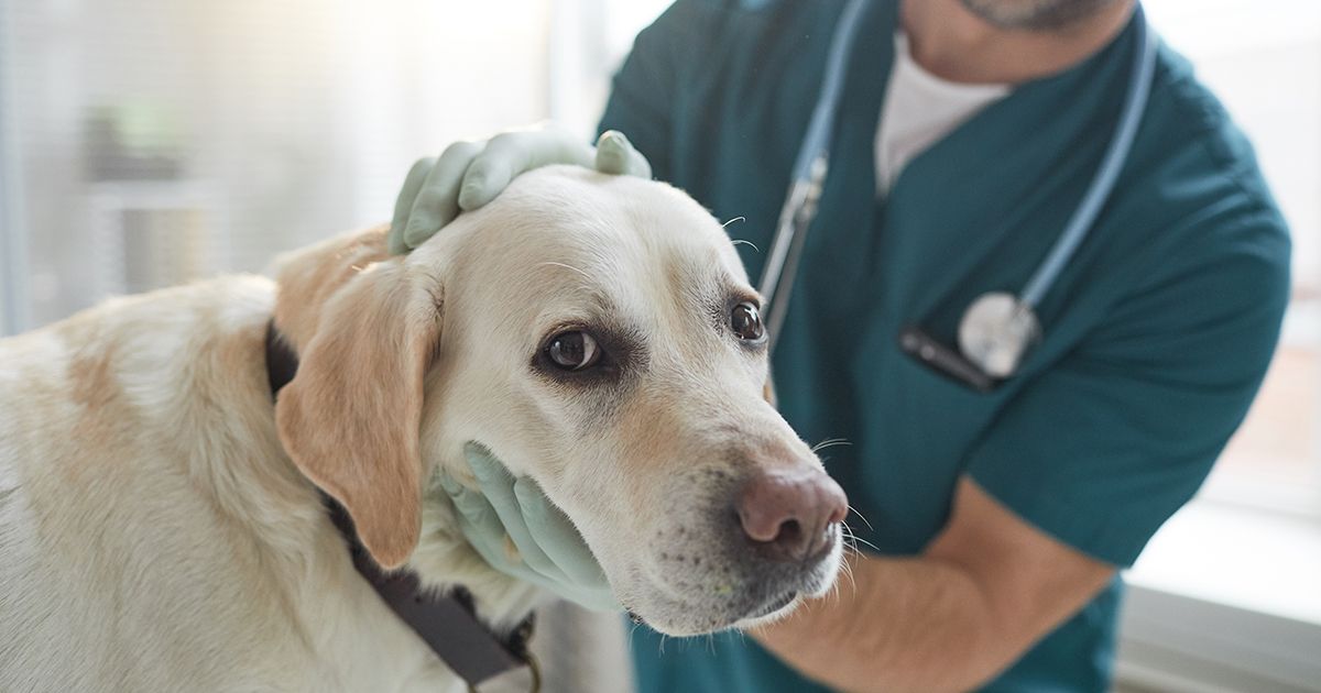 ¿Cuándo debes iniciar las revisiones oncológicas de tu perro?