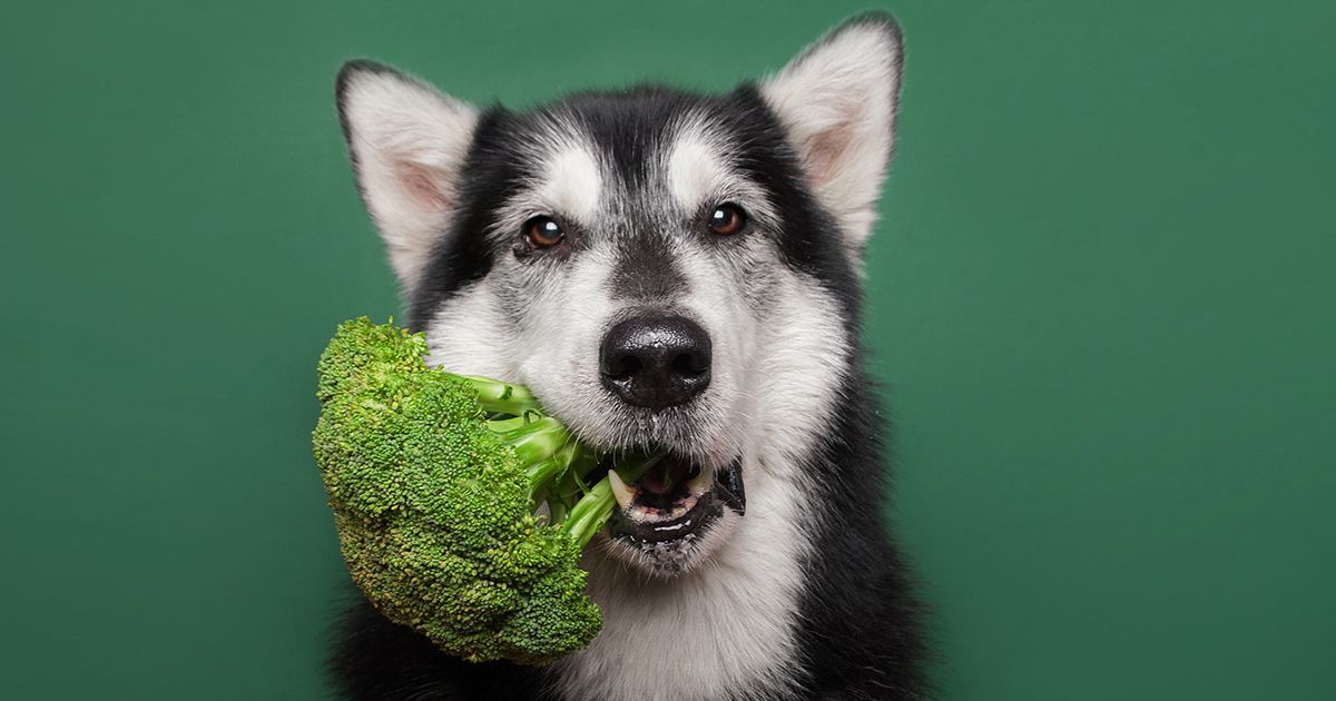 ¿Por qué tu mascota necesita vegetales frescos?