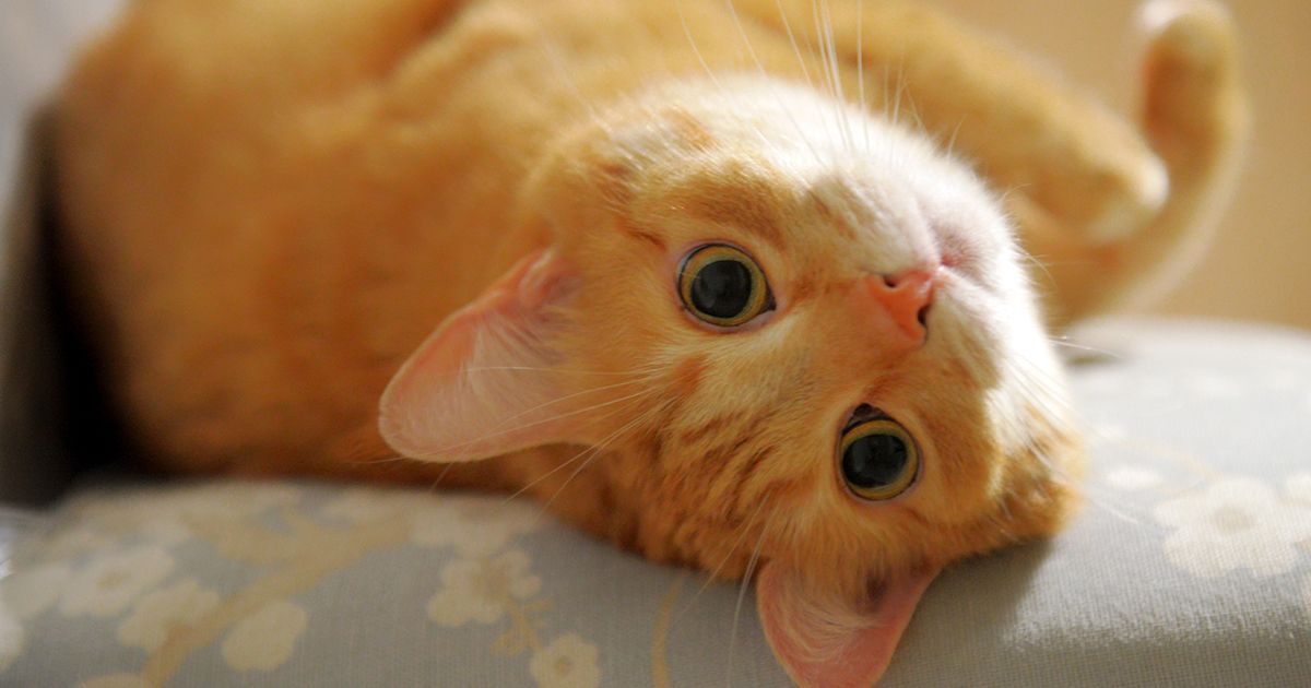 El color del pelaje de un gato puede decir mucho sobre su personalidad