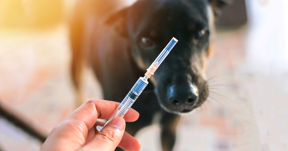 Por qué no recomiendo las vacunas caninas no esenciales