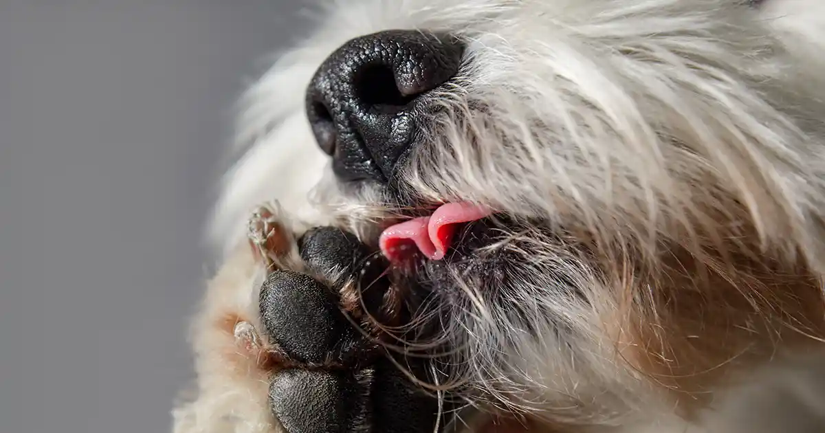 El secreto para aliviar la comezón en las patas de tu perro