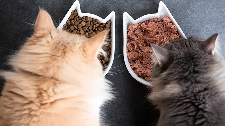 Lo primero que debes saber sobre la alimentación de tu gato