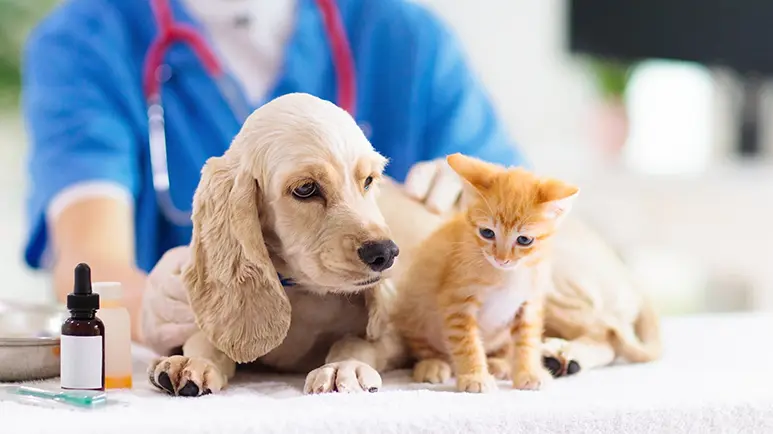 Cómo interpretar los resultados de los análisis de sangre de tu mascota