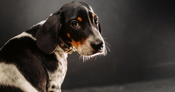 Por qué algunos perros pequeños no deben usar collar