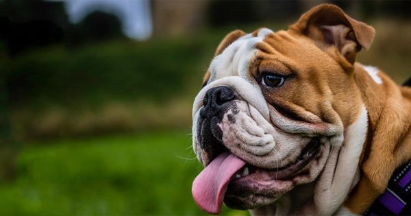 ¿Tu perro de raza pura es endogámico?