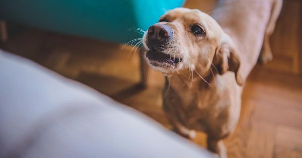 Tu perro necesita que le prestes atención por estas 5 razones