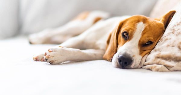 10 señales de alarma que no debes ignorar en los perros