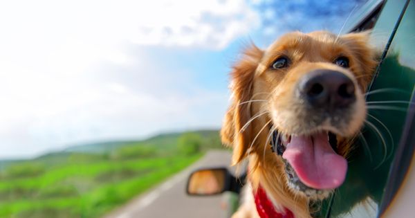 ¿Es buena idea viajar con mascotas?