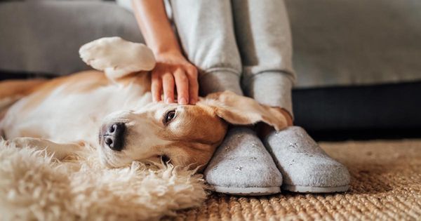 Los perros pueden reconocer la voz de sus dueños