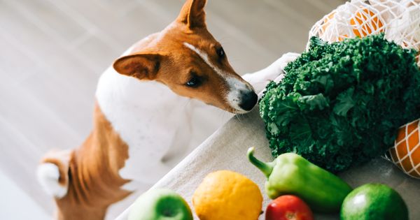 ¿Qué alimentos puedo compartir con mi mascota?